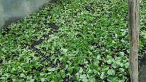 Как правильно заложить и вырастить кассетную рассаду клубники!