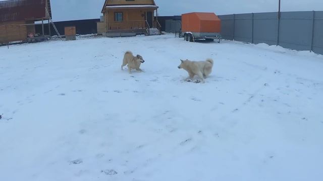 У лаек счастье/Зима вернулась/ смотреть онлайн