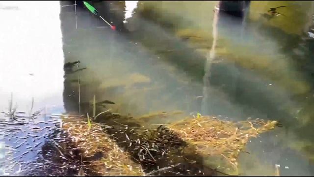 Весенняя прогулка со спиннингом ловля ''Жереха'' рыбалка в Узбекистане смотреть онлайн