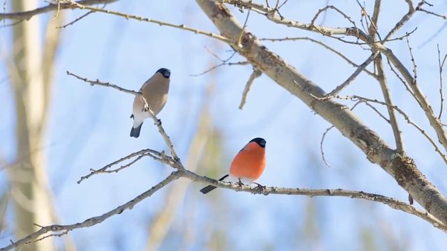 Снегири в марте. Видео от ФГБУ Кандалакшский природный заповедник, автор Валентин Колинько. смотреть онлайн