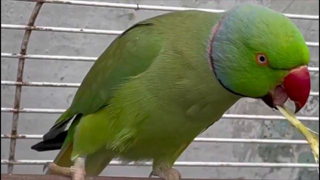 Из жизни попугаев!! Ботанический сад Владивостока. смотреть онлайн