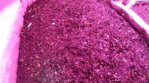 Досвечивание рассады перца