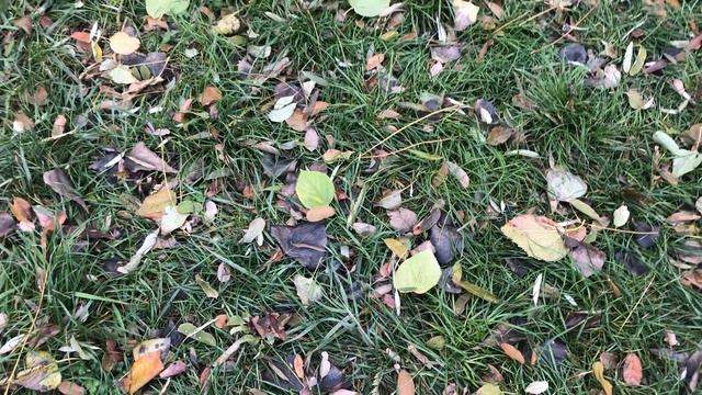 Французские бульдоги надеятся на угощение... смотреть онлайн