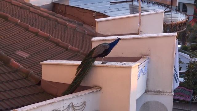 Красивый фазан смотреть онлайн