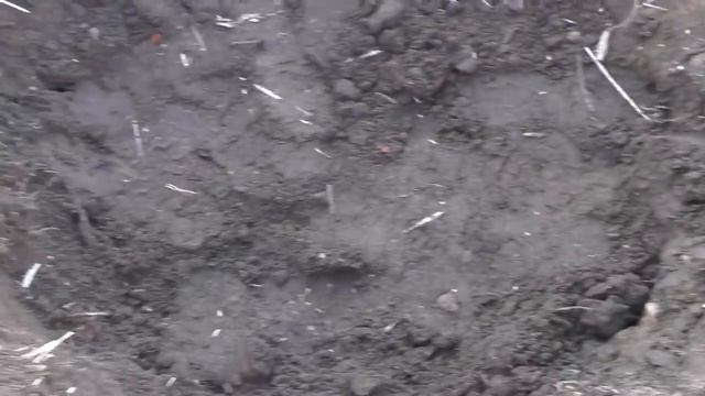 Виноград.Внеплановая пересадка 4 летнего куста .Весна 2018г. смотреть онлайн