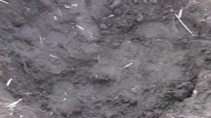 Виноград.Внеплановая пересадка 4 летнего куста .Весна 2018г.