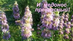 Монарда лимонная, полезные свойства, посадка и уход. Или свой чай с бергамотом - монардой!