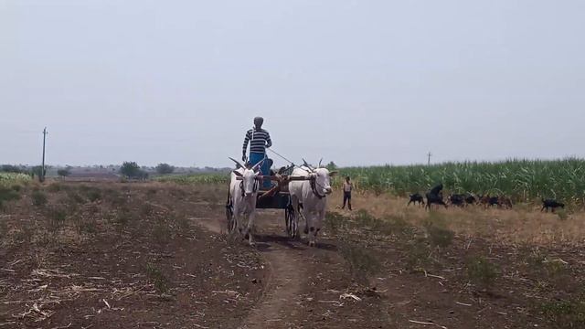 Siddappa Kambar Tulsi Giri смотреть онлайн