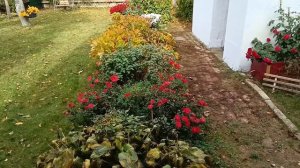 Самые красивые цветы в саду в конце октября! Как я из одной хризантемы получила целый сад цветов.🤗🍁