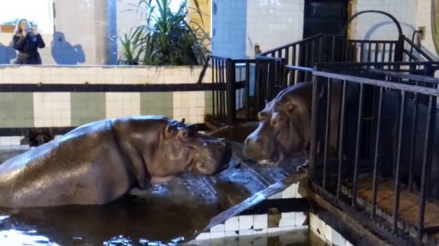 Бегемоты в Калининградском зоопарке смотреть онлайн