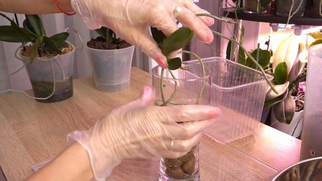 Отрезаю и в посадку. Ооочень длинные корни. смотреть онлайн