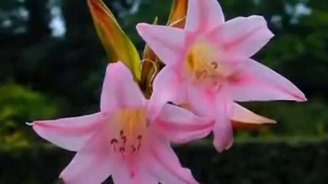 Комнатные цветы Выращивание и уход Ч 11 Гиппеаструм и кливи от А.Семёновой смотреть онлайн