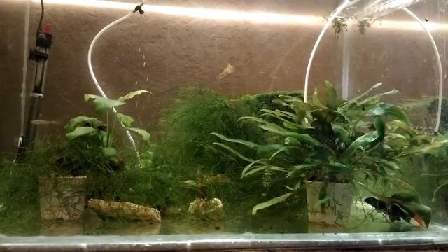 #Аквариум #для #начинающих #Гуппи #Рыбка #Часть #3 смотреть онлайн