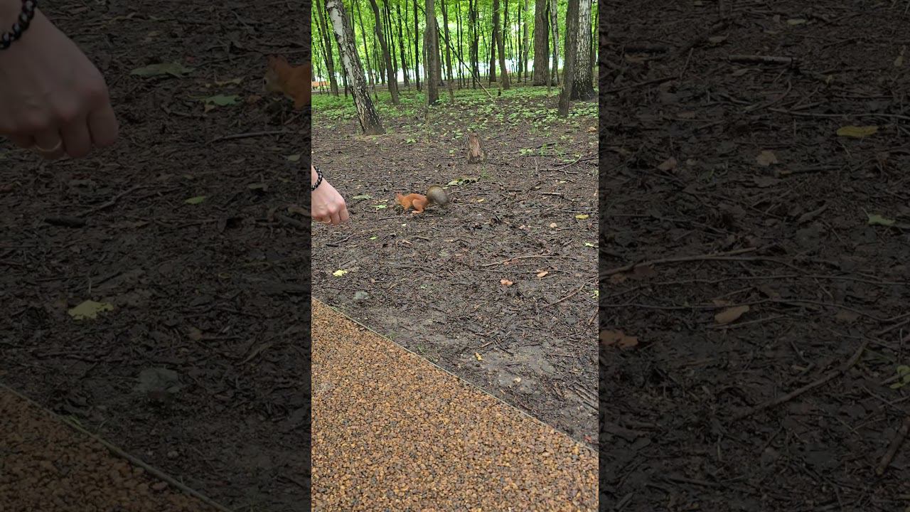 Белка в парке #2024 #лето #smartphone смотреть онлайн