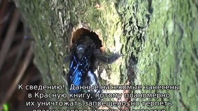 Пчела-плотник смотреть онлайн