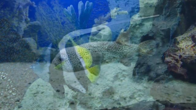 Relax music for sleep, calmness, aquarium /Релакс музыка для сна, спокойствие, аквариум смотреть онлайн