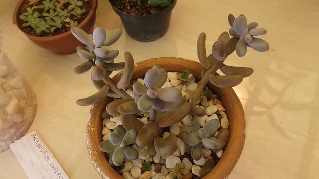 Como cultivo a suculenta pachyphytum oviferum, mais plantas que ganhei da minha mãe ? смотреть онлайн
