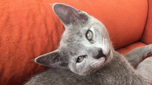 Русские голубые котята. Питомник Русских Голубых кошек Ruzara