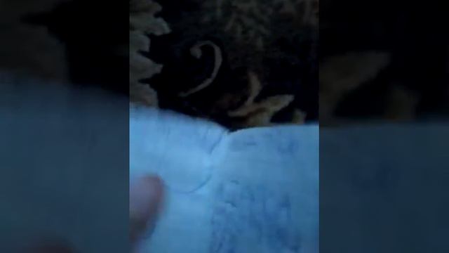 ОБЗОР НА ПАСПОРТ ДЛЯ ВТОРОГО ПУШИСТОГО КРОЛИКА БРЕЛКА