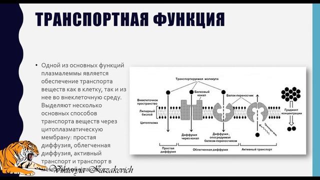 Цитоплазматическая мембрана смотреть онлайн