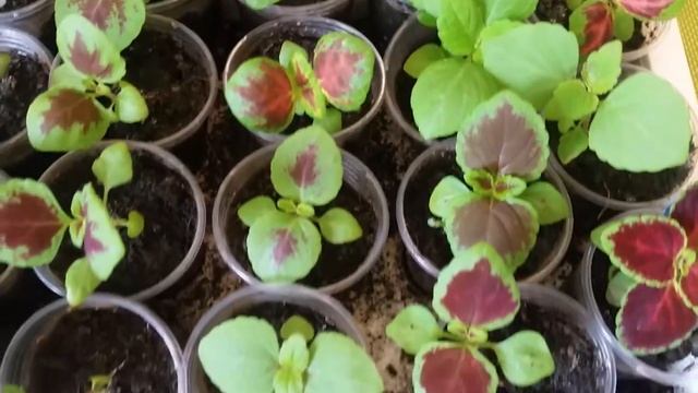 КОЛЕУС БЛЮМА (СЕЯНЦЫ) COLEUS BLUME (SEEDLINGS)