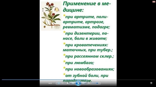 Сабельник болотный полезные свойства и применение смотреть онлайн