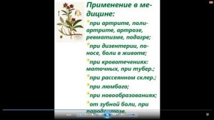 Сабельник болотный полезные свойства и применение