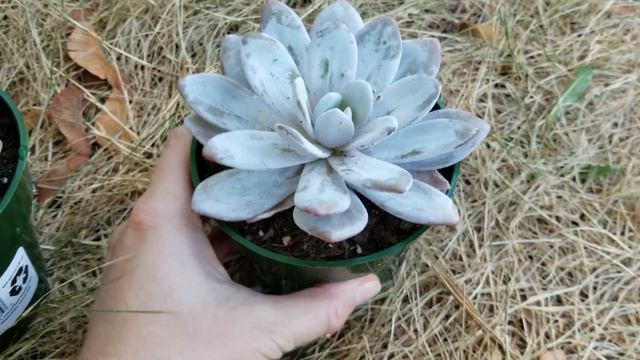 Echeveria Lauii July 24 2018 смотреть онлайн