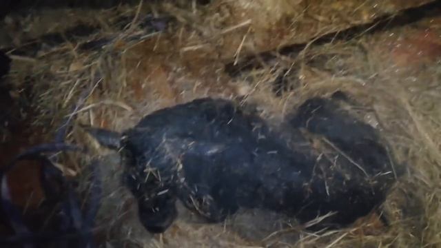 Отел ПЕРВОТЕЛКИ! БЕЛЛА СТАЛА ПЕРВОТЕЛКОЙ! ЗАКРЫЛИ СЕЗОН! смотреть онлайн