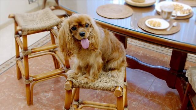 Nemoloko baby Кашка и собачка смотреть онлайн