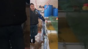 Разведение осетровых в домашних условиях, проверка бизнес идеи