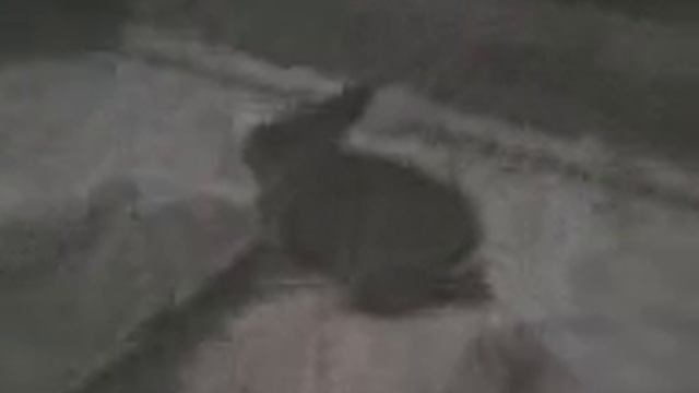смешной кролик смотреть онлайн