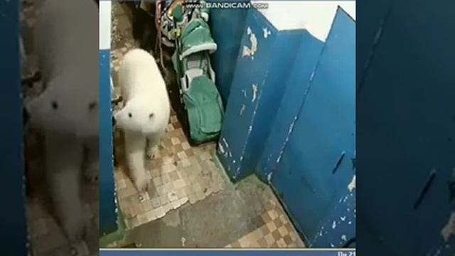 Белый медведь зашёл в подъезд. Новая Земля смотреть онлайн