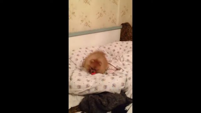 How play pomeranian :) как играет шпиц смотреть онлайн