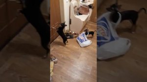 Той терьер прикол! Габби идет в АТБ! Смешная собака! Смешное, прикольное видео с животными!