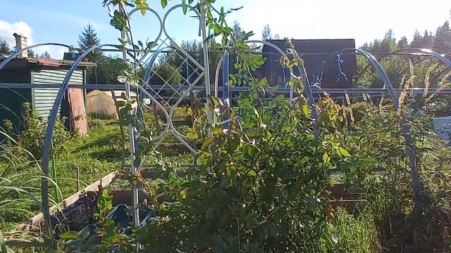 Роза ПОЛЬ НОЭЛЬ -роза монстр среди моих роз! смотреть онлайн