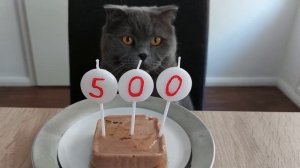 500 подписчиков на канале Злой британец / кот Сильвер