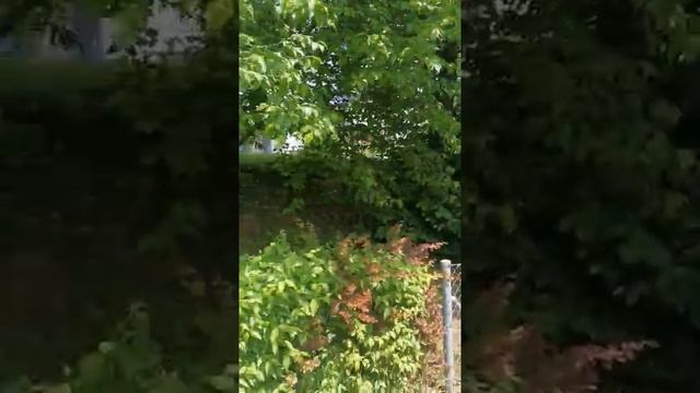 Отношение к животными в Швейцарии смотреть онлайн