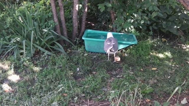 Про нашу чайку. смотреть онлайн