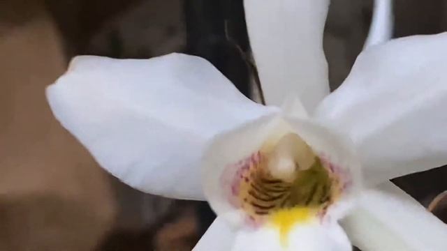 ORCHID SPOTLIGHT : Laelia anceps #orchidspecies смотреть онлайн