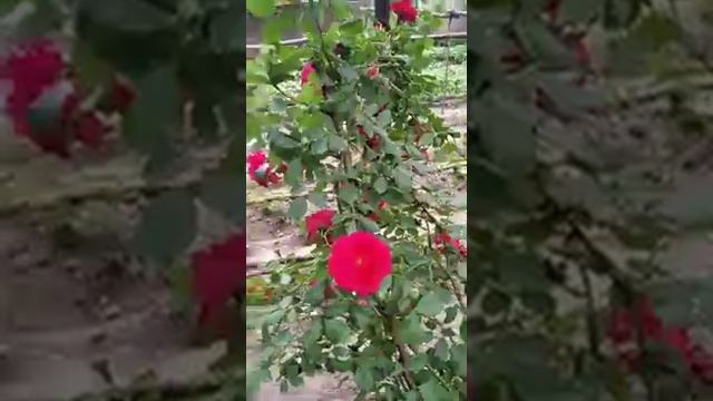 🌹. КОР ТАГИДА КОЛГАН ГУЛЛАР ЯНА ХАМ ЗОР БОЛИБ КЕТИШТИ🌹 смотреть онлайн