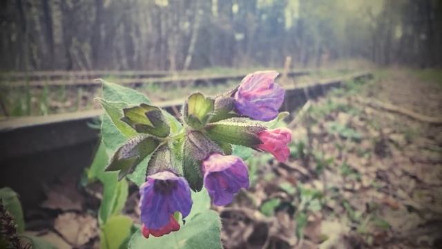 Велотрип в Лосиный остров, Измайловский парк