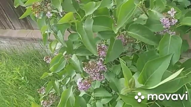 VLOG:Продолжение следует отдых на даче)) смотреть онлайн