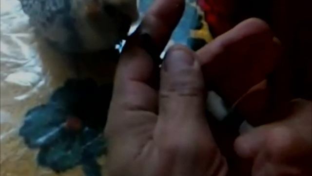 Ручные попугаи выкормыши. смотреть онлайн