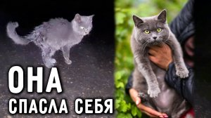 За мной бежал и кричал котенок, я ее забрала, а через 2 года случилось Чудо, Люси преодолела 2000 км