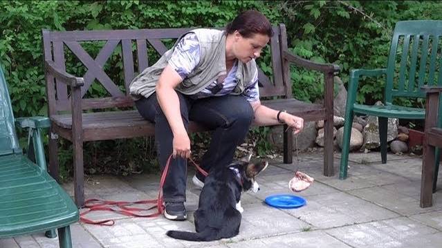 ДТ-71. Щенок корги - пищевая агрессия.