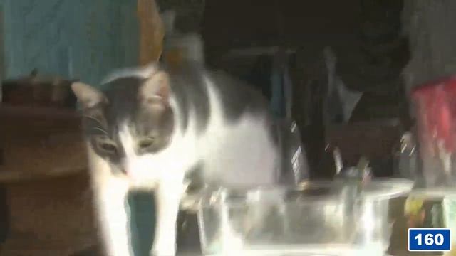 Внутреннее убранство дома и бесполезный кот смотреть онлайн