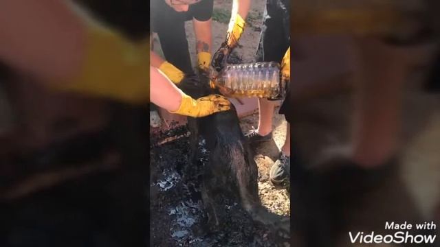 Отмываем собаку от гудрона смотреть онлайн