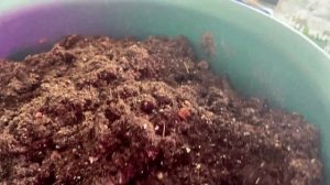 Эустома. Вторая перевалка эустомы и в какую почву сажать?