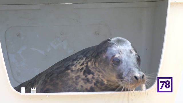 Seals Move To Outdoor Pool - Apr 29, 2019 - Перевод тюленей из изолятора в уличный бассейн
